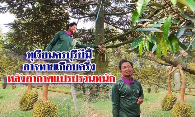 เกษตรกรคาดการณ์ทุเรียนครบุรีปีนี้ อาจหายไปเกือบครึ่ง หลังอากาศแปรปรวนหนัก