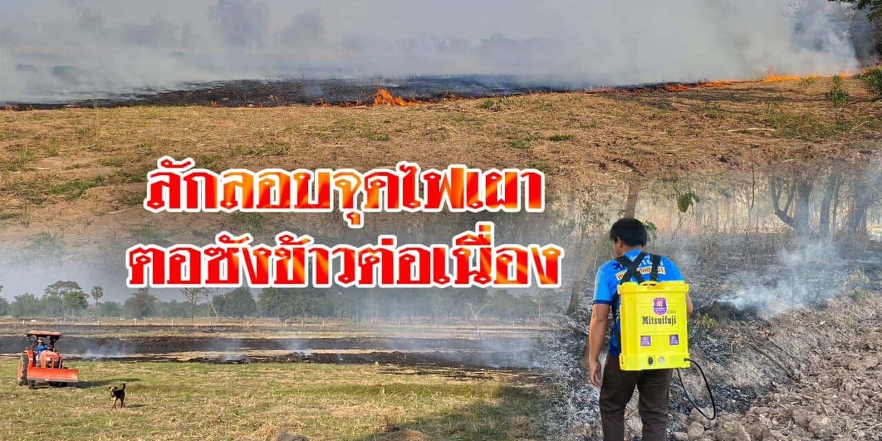 ชาวนาพิมายลักลอบจุดไฟเผาตอซังข้าวต่อเนื่อง