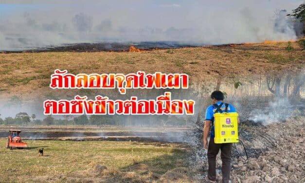 ชาวนาพิมายลักลอบจุดไฟเผาตอซังข้าวต่อเนื่อง