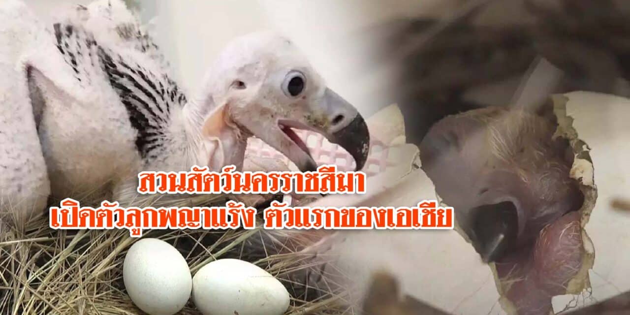 เปิดตัวลูกพญาแร้ง ตัวแรกของเอเชีย และของประเทศไทย หลังรอคอยมากว่า 30 ปี