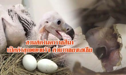 เปิดตัวลูกพญาแร้ง ตัวแรกของเอเชีย และของประเทศไทย หลังรอคอยมากว่า 30 ปี