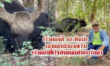 เจ้าทองดีกระทิงป่าเขาแผงม้าบาดเจ็บ เจ้าหน้าที่เร่งส่งหมอทำการรักษา