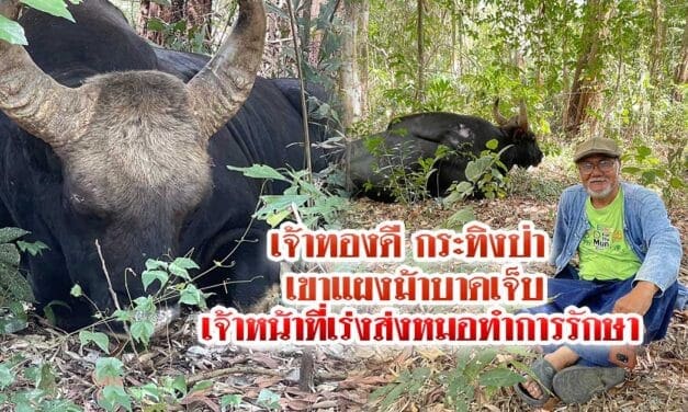 เจ้าทองดีกระทิงป่าเขาแผงม้าบาดเจ็บ เจ้าหน้าที่เร่งส่งหมอทำการรักษา