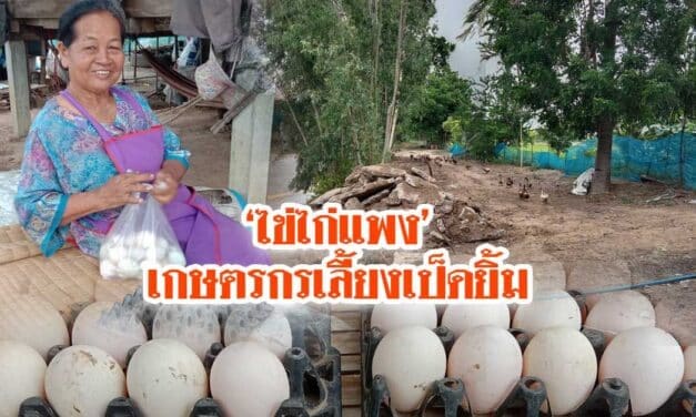 ไข่ไก่แพง ทำเกษตรกรผู้เลี้ยงเป็ดยิ้มออก