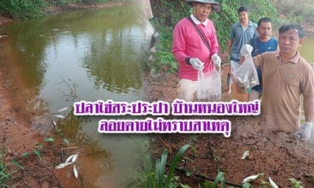 ปลาไข่สระประปาบ้านหนองใหญ่ลอยตายไม่ทราบสาเหตุนับพัน
