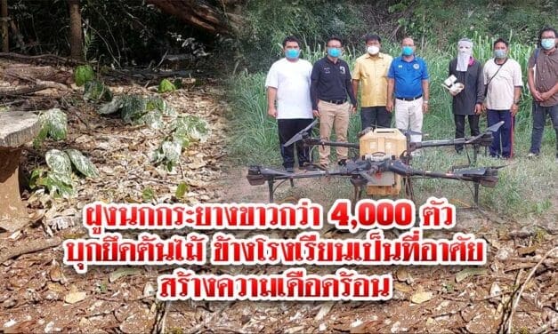 ฝูงนกกระยางขาวกว่า 4,000 ตัว บุกยึดต้นไม้ข้างโรงเรียนเป็นที่อาศัยสร้างความเดือดร้อน