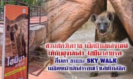 สวนสัตว์โคราช เปิดบ้านหลังใหม่ให้ฝูงนักล่า “ไฮยีนาลายจุด”