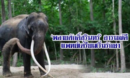 ‘พลายศักดิ์สุรินทร์’อารมณ์ดี แพทย์เตรียมเริ่มรักษา