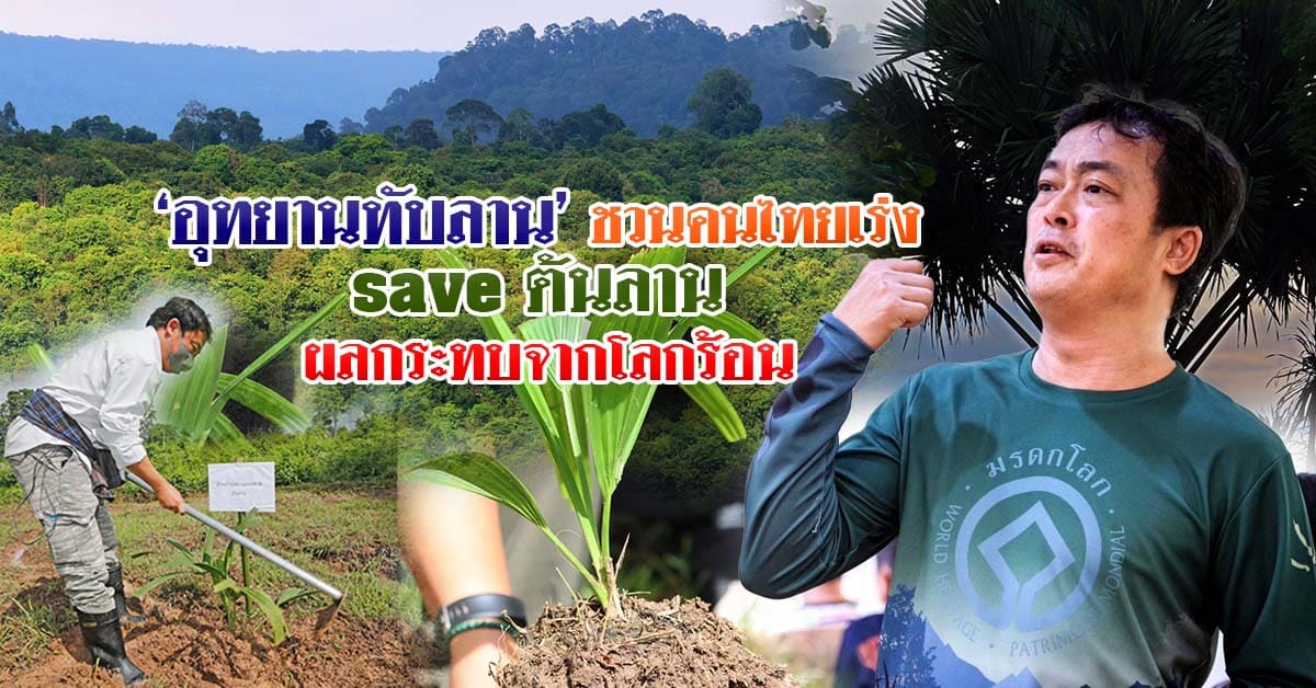 อุทยานทับลาน ชวนคนไทยเร่ง save ต้นลาน ผลกระทบจากโลกร้อน