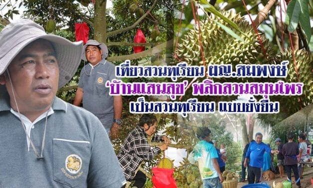 เที่ยวสวนทุเรียน ผญ.สมพงษ์ บ้านแสนสุข พลิกสวนสมุนไพรเป็นสวนทุเรียน แบบยั่งยืน