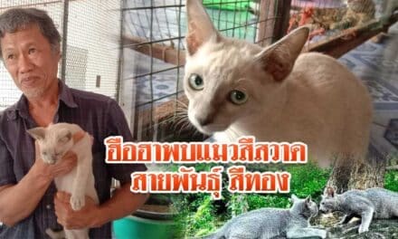 ฮือฮาพบแมวสีสวาด สายพันธุ์ สีทอง