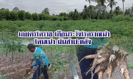 เกษตรโคราช เตือนระวังโรครากเน่าโคนเน่ามันสำปะหลัง หลังฝนตกชุกต่อเนื่อง