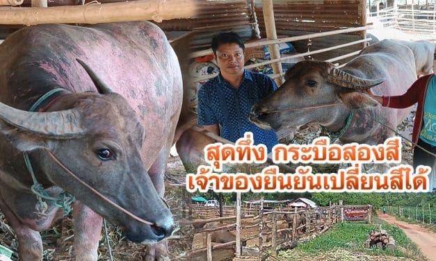 สุดทึ่ง กระบือสองสี เจ้าของยืนยันเปลี่ยนสีได้