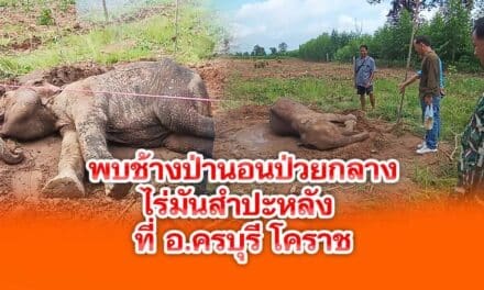พบช้างป่านอนป่วยกลางไร่มันสำปะหลัง ที่ อ.ครบุรี โคราช