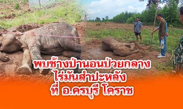 พบช้างป่านอนป่วยกลางไร่มันสำปะหลัง ที่ อ.ครบุรี โคราช
