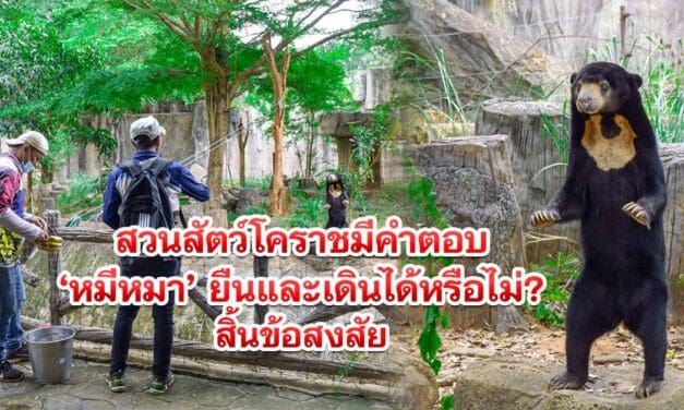 หมีหมา ยืนและเดินได้หรือไม่ สิ้นข้อสงสัย สวนสัตว์โคราชมีคำตอบ