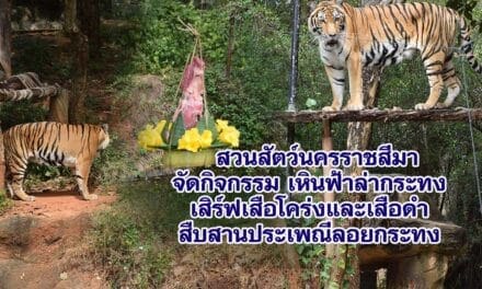 สวนสัตว์นครราชสีมา จัดกิจกรรม เหินฟ้าล่ากระทง เสิร์ฟเสือโคร่งและเสือดำ สืบสานประเพณีลอยกระทง