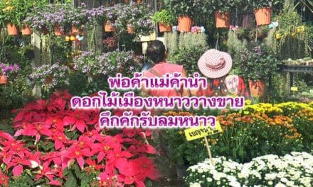 พ่อค้า แม่ค้า นำดอกไม้เมืองหนาวมาวางขายคึกคักรับลมหนาว