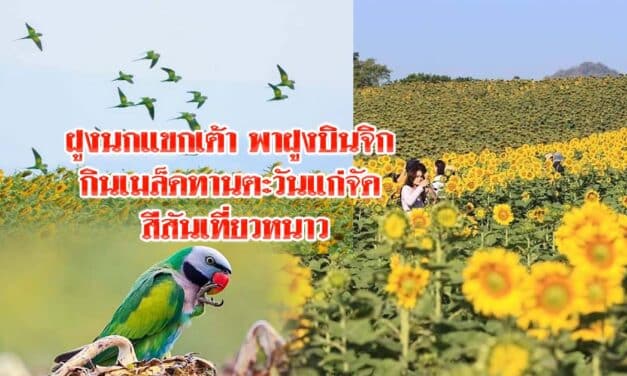 มาอีกแล้ว ฝูงนกแขกเต้าพาฝูงบินจิกกินเมล็ดทานตะวันแก่จัด สีสันเที่ยวหนาว
