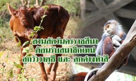 สวนสัตว์นครราชสีมา ต้อนรับสมาชิกใหม่ ลูกวัววาตูซี และ ลูกค่างห้าสี มอบเป็นของขวัญสุดพิเศษในช่วงเทศกาลต้อนรับปีใหม่ให้นักท่องเที่ยว