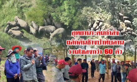 อุทยานระดมกำลังผลักดัน ช้างป่าทับลาน รวมโขลงกว่า 60 ตัวบุกไร่ชาวบ้านครบุรี