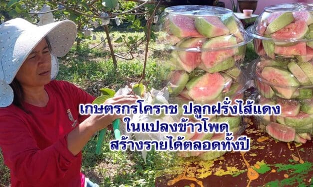 เกษตรกรโคราช ปลูกฝรั่งไส้แดงในแปลงข้าวโพด สร้างรายได้ตลอดทั้งปี