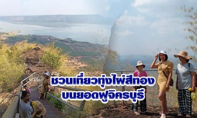 ชวนเที่ยวทุ่งไผ่สีทองบนยอดฟูจิครบุรี ตระการตาหน้าแล้งที่โคราช