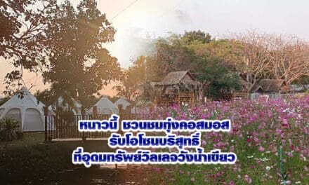 หนาวนี้ชวนชมทุ่งคอสมอส ที่อุดมทรัพย์วิลเลจวังน้ำเขียว