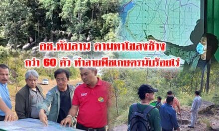 อช.ทับลาน ตามหาโขลงช้างกว่า60ตัว ทำลายพืชเกษตรนับร้อยไร่