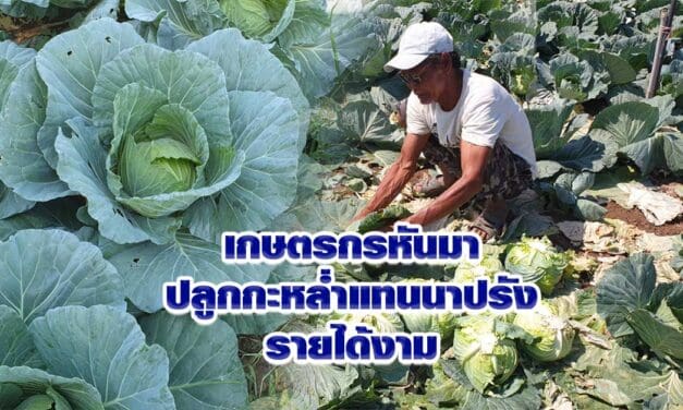 เกษตรกรหันมาปลูกกะหล่ำแทนนา รายได้งามลูกค้ามาซื้อถึงหน้าสวน