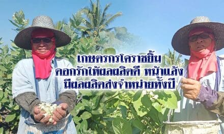 เกษตรกรโคราชยิ้ม ดอกรักให้ผลผลิตดีหน้าแล้ง มีผลผลิตส่งจำหน่ายทั้งปี