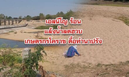 เอลนีโญ ทำร้อนแล้ง น้ำลดรวดเร็ว  เกษตรกรโคราชดื้อทำนาปรัง