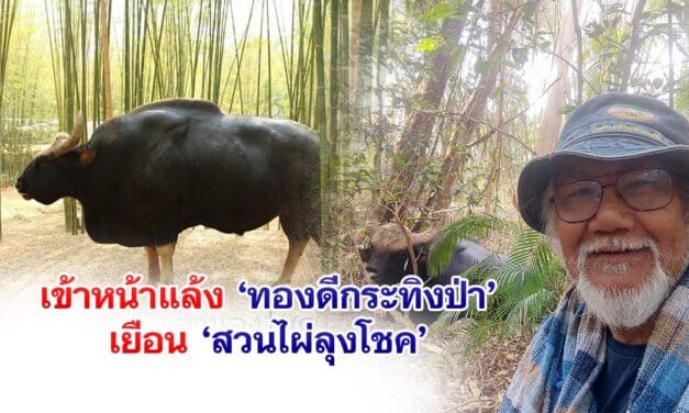 เริ่มเข้าหน้าแล้ง ทองดีกระทิงป่า เยือนสวนไผ่ลุงโชค พักพิงช่วงร้อนแล้ง
