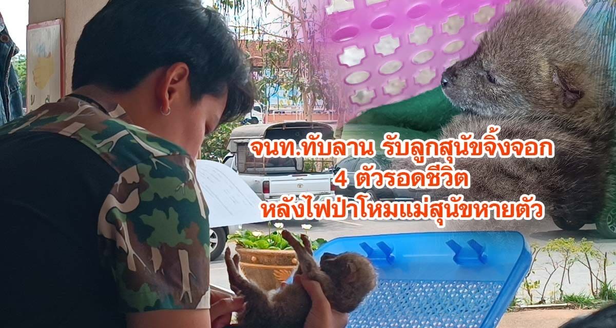 จนท.ทับลาน รับลูกสุนัขจิ้งจอกไปอนุบาล หลังไฟป่าโหม