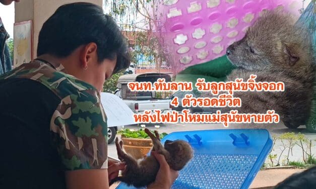 จนท.ทับลาน รับลูกสุนัขจิ้งจอกไปอนุบาล หลังไฟป่าโหม