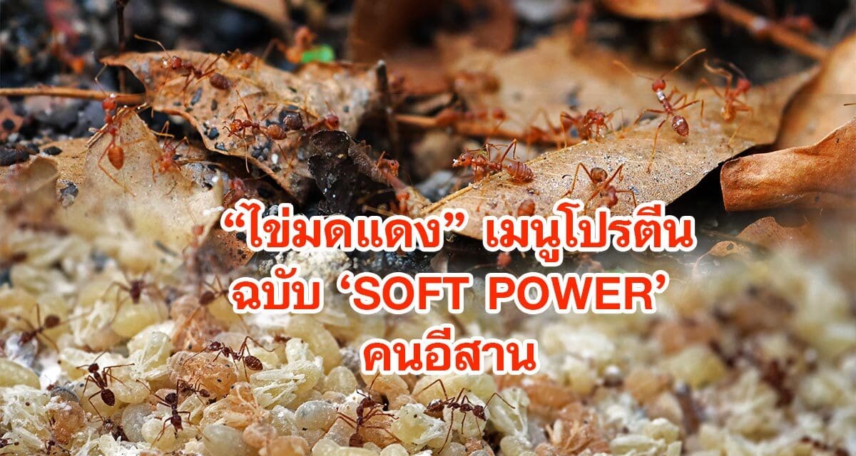ไข่มดแดง เมนูโปรตีนฉบับ SOFT POWER คนอีสาน