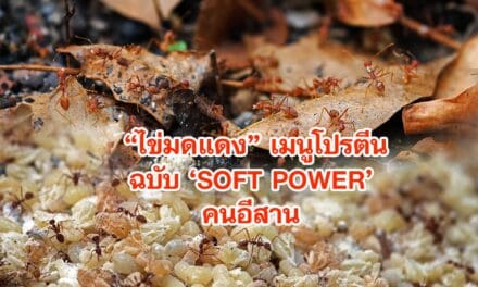 ไข่มดแดง เมนูโปรตีนฉบับ SOFT POWER คนอีสาน