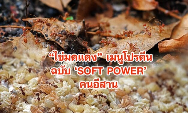 ไข่มดแดง เมนูโปรตีนฉบับ SOFT POWER คนอีสาน