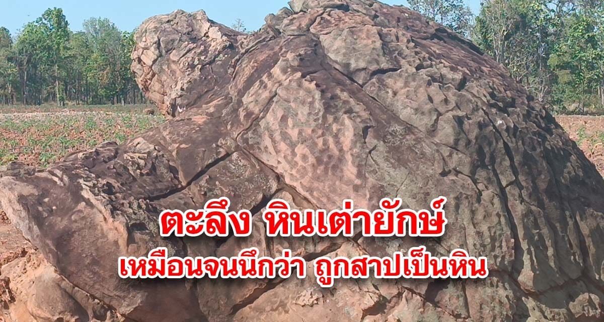 ตะลึง หินเต่ายักษ์กลางไร่มันสำปะหลัง เหมือนจนนึกว่า ถูกสาปเป็นหิน