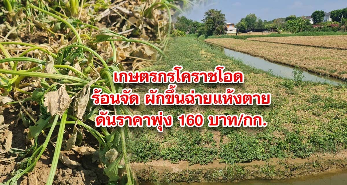 เกษตรกรโคราชโอด อากาศร้อนจัด ส่งผลให้ผักขึ้นฉ่ายแห้งตายยกแปลง เสียหายนับแสนบาท ดันราคาพุ่ง 160 บาท/กก.