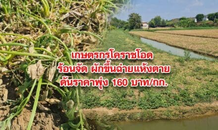 เกษตรกรโคราชโอด อากาศร้อนจัด ส่งผลให้ผักขึ้นฉ่ายแห้งตายยกแปลง เสียหายนับแสนบาท ดันราคาพุ่ง 160 บาท/กก.