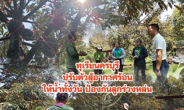 ชาวสวนทุเรียนครบุรี สู้อากาศร้อน ให้น้ำทั้งวัน ป้องกันลูกร่วงหล่น