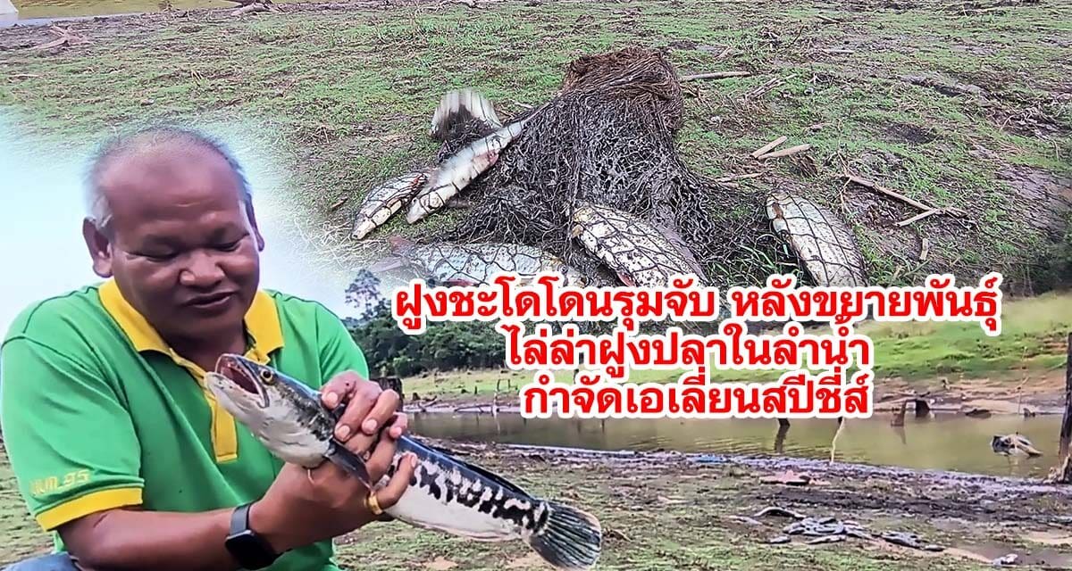 ฝูงชะโดโดนรุมจับ หลังขยายพันธุ์ไล่ล่าฝูงปลาในลำน้ำ กำจัดเอเลี่ยนสปีชี่ส์