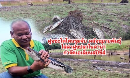 ฝูงชะโดโดนรุมจับ หลังขยายพันธุ์ไล่ล่าฝูงปลาในลำน้ำ กำจัดเอเลี่ยนสปีชี่ส์