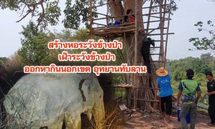 ชาวบ้านสร้างหอเฝ้าระวังช้างป่าหลังพบช้างป่าออกหากินนอกเขตอุทยานทับลาน 