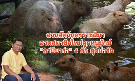 สวนสัตว์นครราชสีมา อวดสมาชิกใหม่ลูกหนูยักษ์ คาปิบาร่า 4 ตัว สุดน่ารัก ขวัญใจคนรักสัตว์ ต้อนรับฤดูฝน