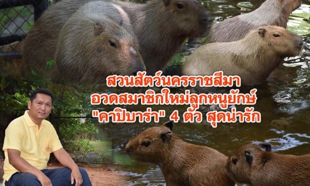 สวนสัตว์นครราชสีมา อวดสมาชิกใหม่ลูกหนูยักษ์ คาปิบาร่า 4 ตัว สุดน่ารัก ขวัญใจคนรักสัตว์ ต้อนรับฤดูฝน
