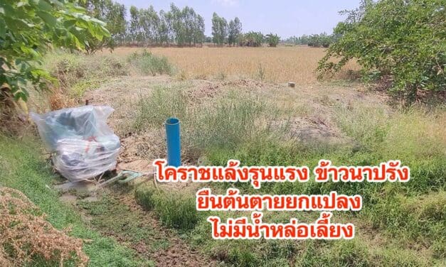 โคราชแล้งรุนแรง ชาวนาปล่อยข้าวนาปรังยืนต้นตายยกแปลง ไม่มีน้ำหล่อเลี้ยง