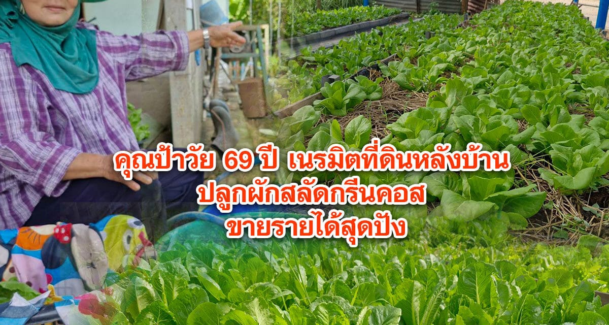คุณป้าวัย 69 ปี เนรมิตที่ดินหลังบ้าน ปลูกผักสลัดกรีนคอส ขายรายได้สุดปัง