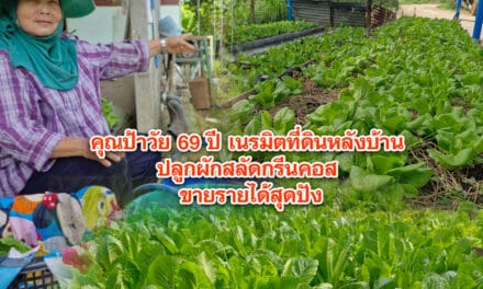 คุณป้าวัย 69 ปี เนรมิตที่ดินหลังบ้าน ปลูกผักสลัดกรีนคอส ขายรายได้สุดปัง